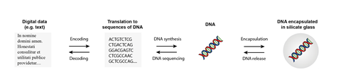 A scheme showing how digital data is encoded into DNA