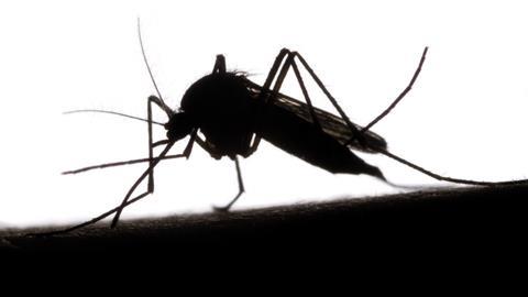 An image showing a mosquito biting 