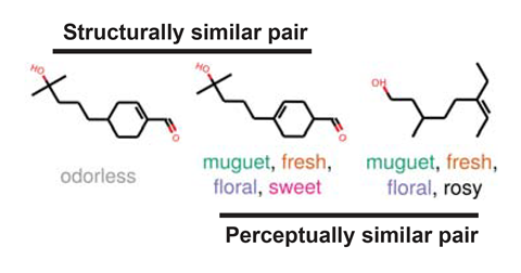 Three organic molecules one labelled odorless and one muguet, fresh, floral, sweet and the last one muguet, fresh, floral, rosy. The first two are grouped as structurally similar pair and the second two as perceptually similar pair
