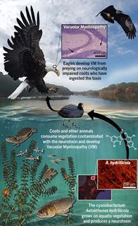 An image showing the bald eagle food chain