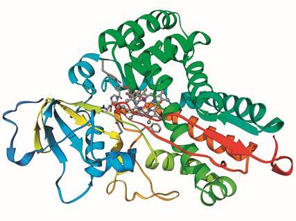 Cytochrome P450 enzyme structure