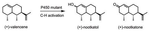 Nootkatone chemical synthesis