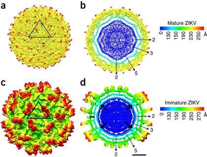 Cryo-EM structure of immature Zika virus