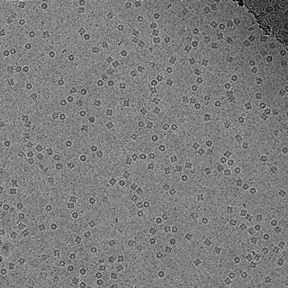Electron microscope image of GroEL particle in vitreous ice