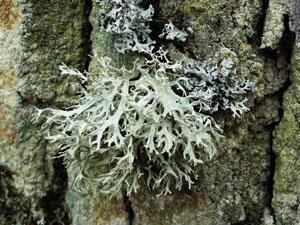 Oak moss lichen