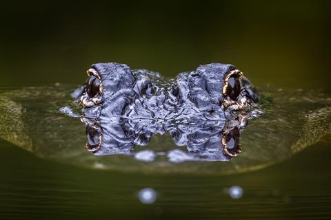 Alligator eyes peeking out of the water