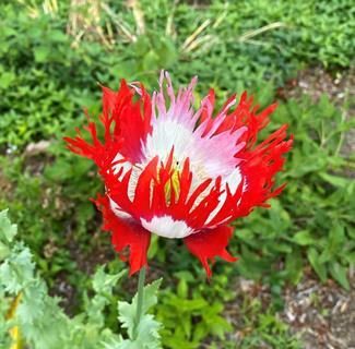 Danish Flag poppy