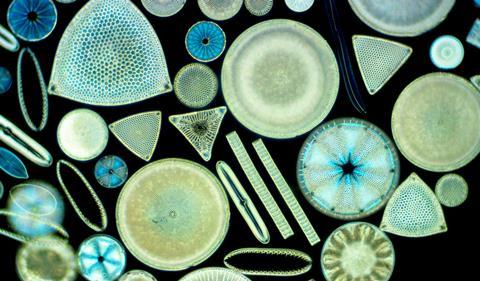 A light micrograph of marine diatoms of different shapes, sizes and textures