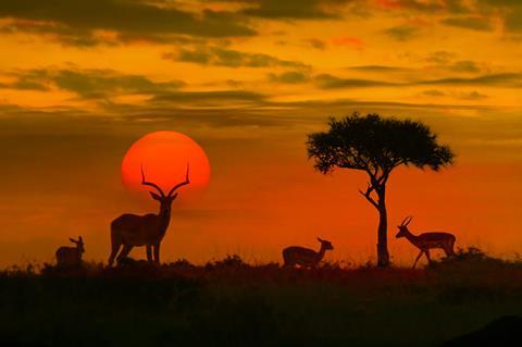 African safari sunset with silhouette 