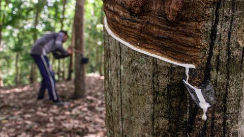 An image showing rubber sap