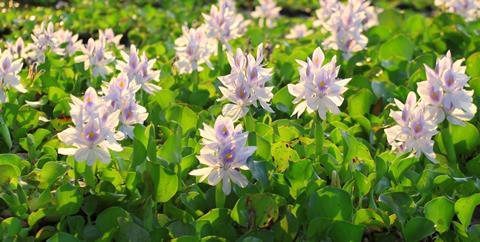 A photograph of some water hyacinths