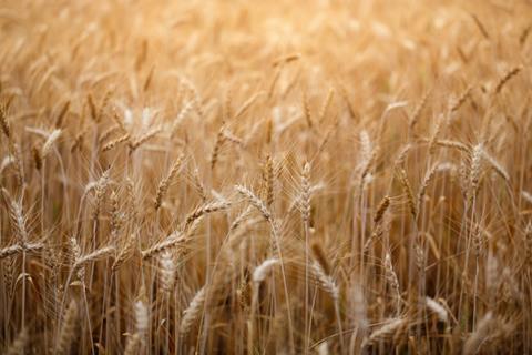 Wheat field