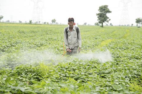 Unidentified Agricultural workers spraying pesticide in soybean fields. An Indian farming scene. Akola,Maharashtra, India