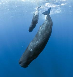 Sperm whale diving