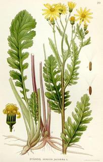 Illustration of Jacobaea vulgaris, the Ragwort plant