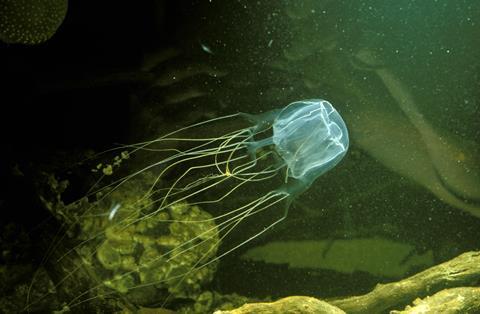 An image showing a box jellyfish (Chironex fleckeri)