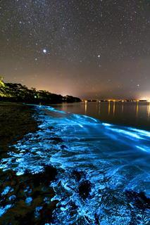 Bioluminescence