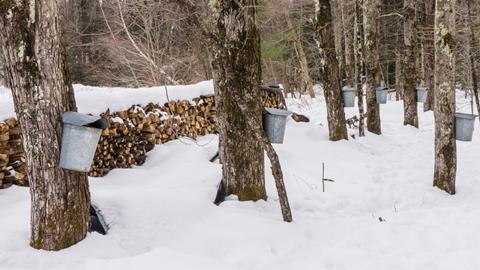An image showing the collection of maple sap