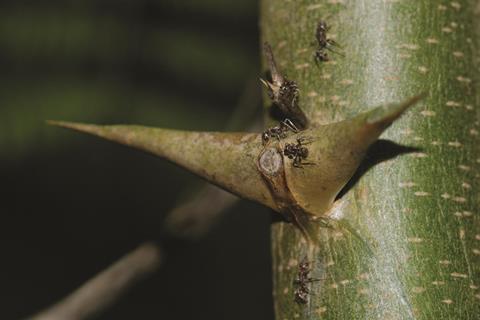 Acacia and ant symbiosis