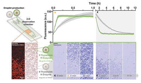An image showing time and space control of metabolic activity in droplets