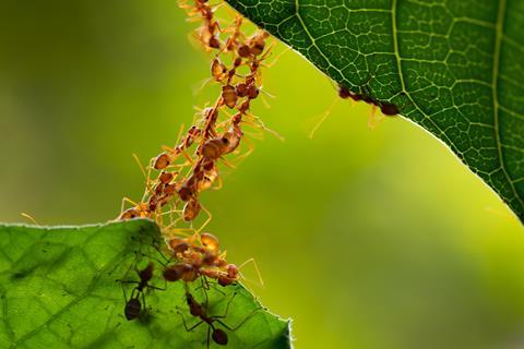 An image showing ants building a bridge