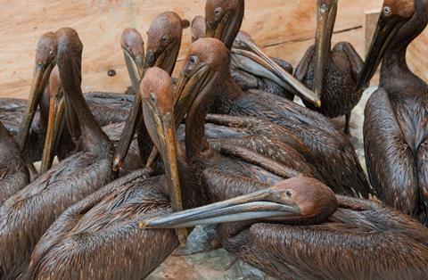 An image showing oil covered brown pelicans