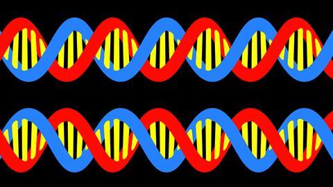 An image showing two stylised strands of DNA with red and blue sugar backbones and yellow base pairs. One is the mirror image of the other.