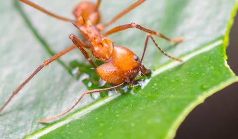A leaf-cutter ant biting off part of a leaf