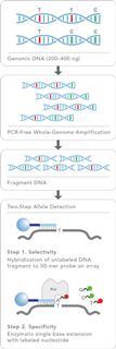 A diagram of the steps of DNA sequencing