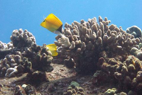 Longnose Butterflyfish in a beautiful coral reef.