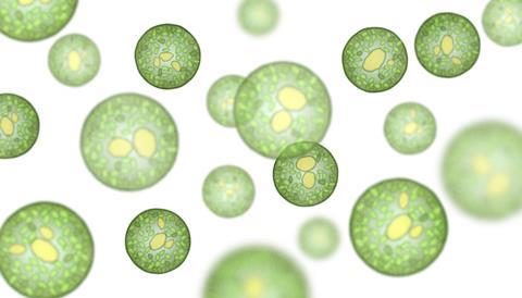 Illustration of microalgae under the microscope, isolated on white.
