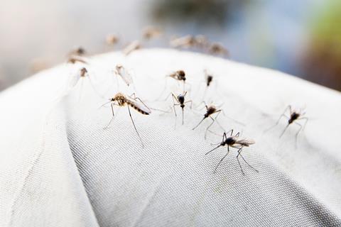 An image showing a group of mosquitos