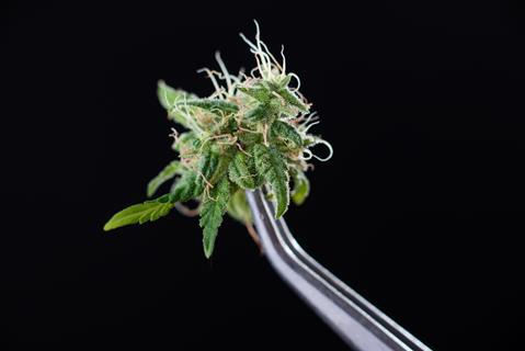 A cannabis bud held in tweezers