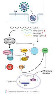Model schematic depicting how B.1.1.7 antagonises innate immune activation