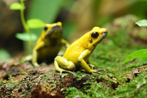 Two Phyllobates terribilis, a type of poison dart frog, in Zoo Zürich, Switzerland