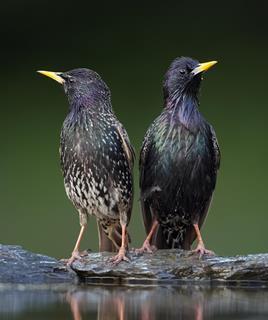 Common starlings perched at water