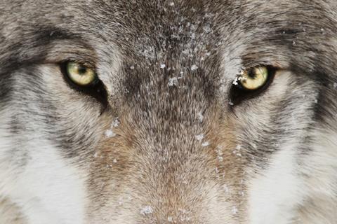 Wolf eyes