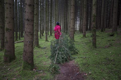 A photo of a person seen dragging a large fir tree along a small footpath through a dense pine forest