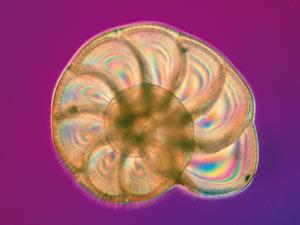 foraminifera shell