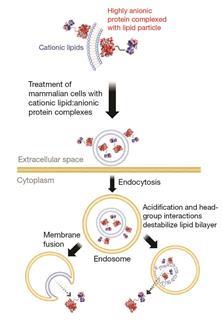 Strategy for delivering proteins into mammalian cells (endocytosis)