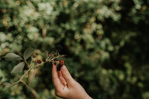 Blackberries