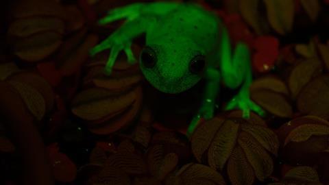 Fluorescent frogs #7783 - Hero
