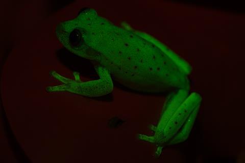 Fluorescent frogs  #7797 - Index