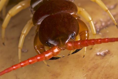 Giant centipede (Scolopendra subspinipes)