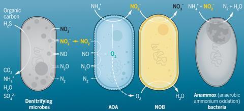An image showing the nitrogen cycle in the oxygen  minimum zones
