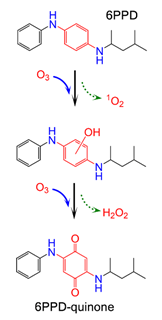 An image showing the proposed reaction pathway of how 6PPD transforms into 6PPD-quinone