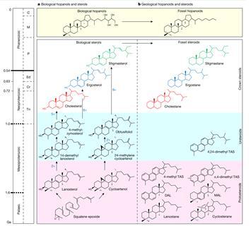 A table of organic chemical structures comparing biological hopanols to fossil hopanoids