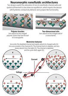 Neuromorphic nanofluidic architectures