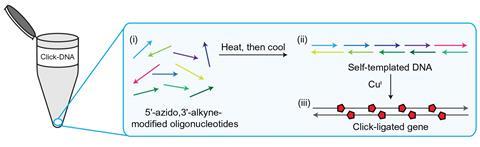 gene synthesis reaction diagram