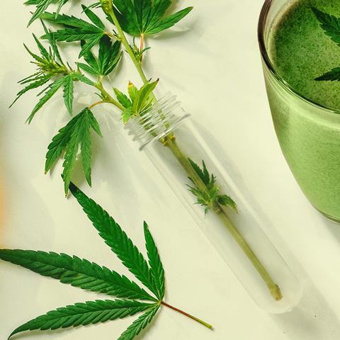 Product shot showing cannabis and cannabidiol products on a table with even lighting